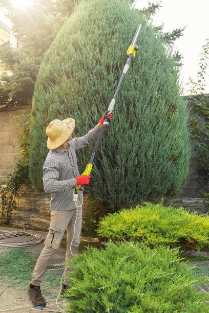 Best Fruit Tree Pruning  in Woods Cross, UT