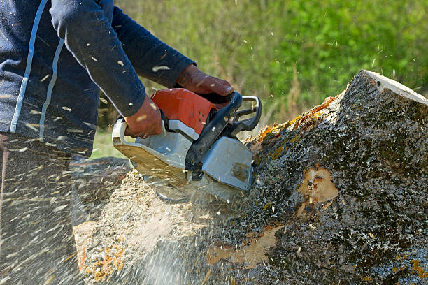 Trusted Woods Cross, UT  Tree Services Experts